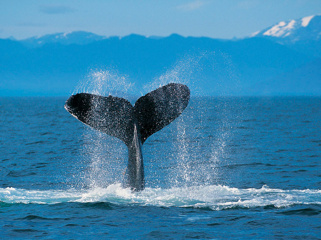 humpbackwhale.jpg